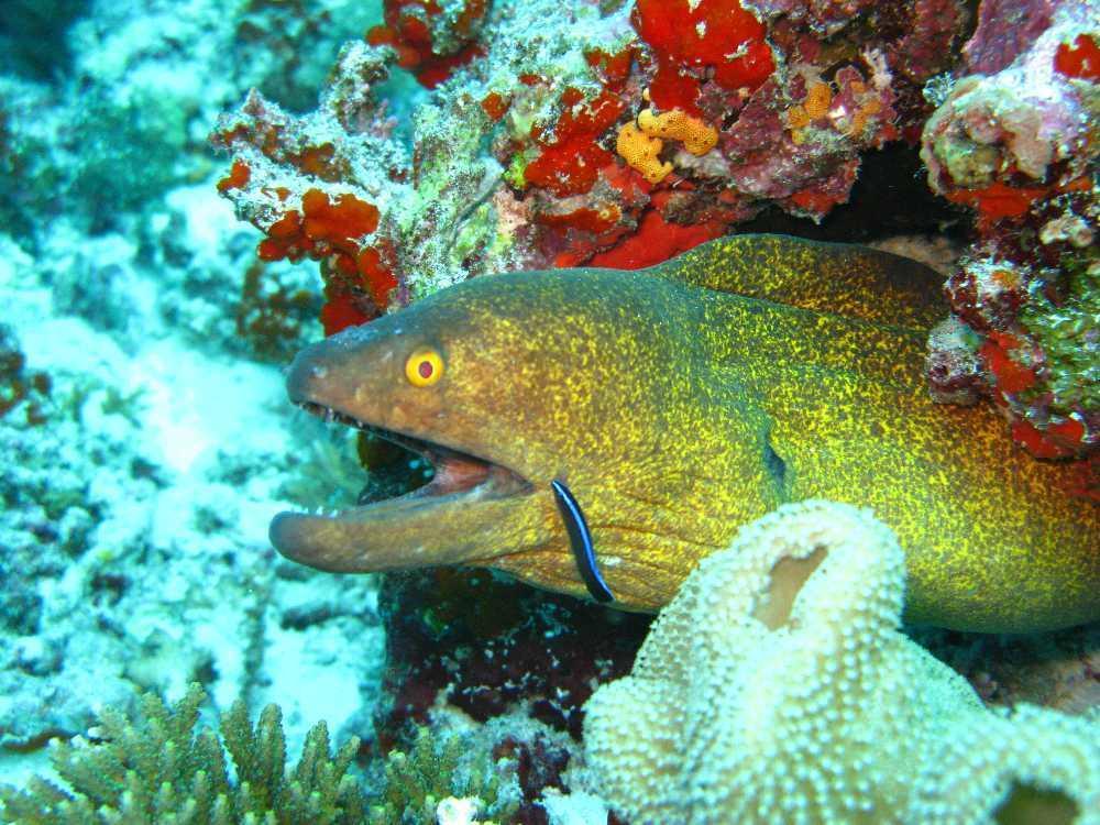 Guest house Elite Hulhumale