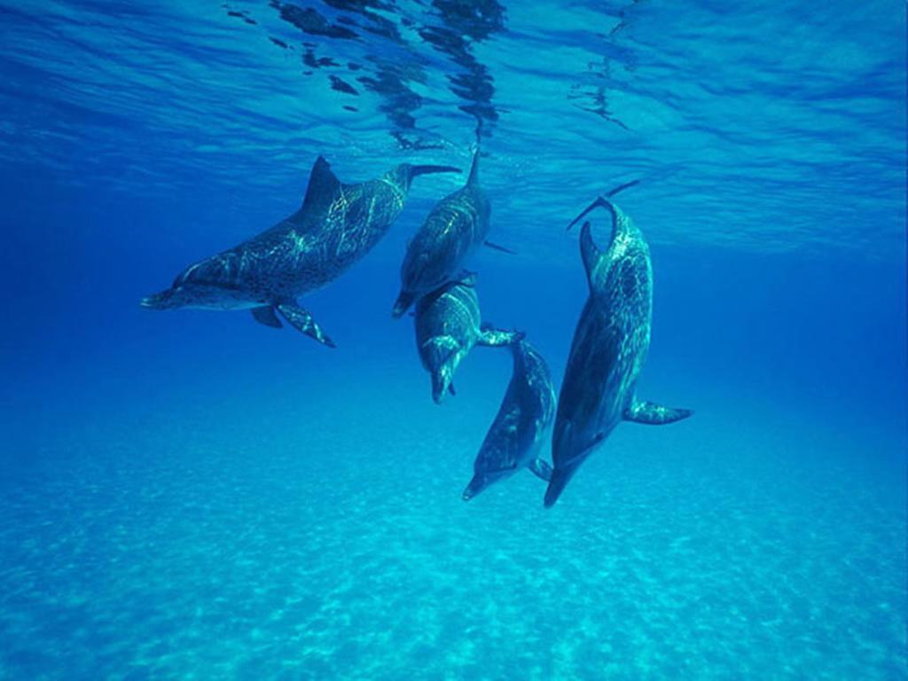Elite Hulhumale